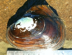 Potamilus alatus