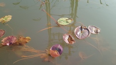 Nymphaea nouchali