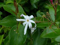 Jasminum multiflorum