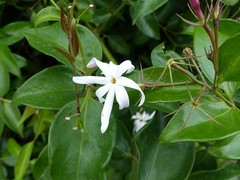 Jasminum multiflorum