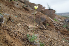 Papaver minutiflorum