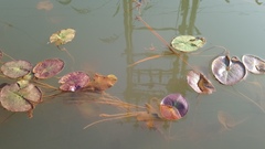 Nymphaea nouchali