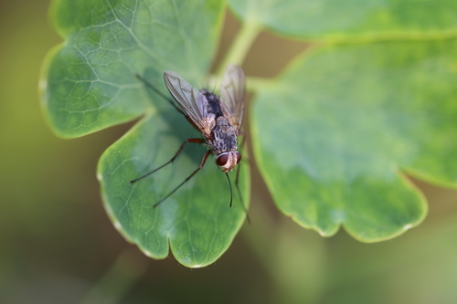 Prosena siberita, Heemstede, Netherlands, photo 6 of 10