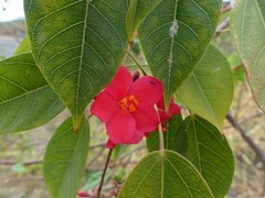 Jatropha integerrima image