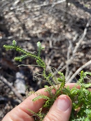 Selaginella apoda