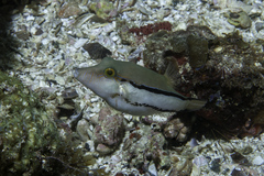 Canthigaster figueiredoi