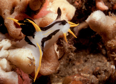 Polycera capensis