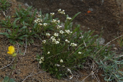 Draba fladnizensis