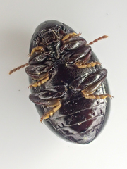 Amphicyrta