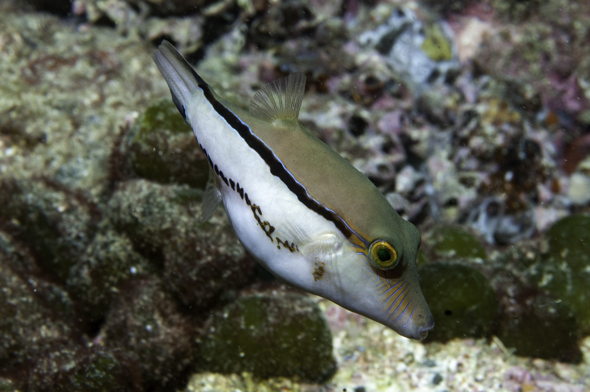 菲氏扁背魨 (南大西洋扁背魨) Canthigaster figueiredoi