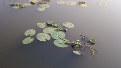 Nymphaea nouchali