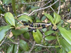 Myrsine cubana