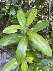 Myrsine cubana