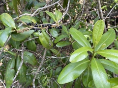 Myrsine cubana