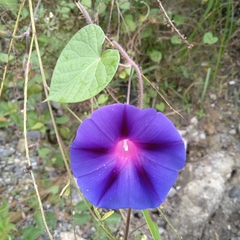 Ipomoea purpurea image