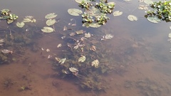Nymphaea nouchali