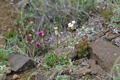 Silene involucrata