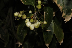 Meliosma grandifolia