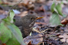 Turdus merula