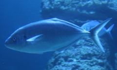 Pseudocaranx