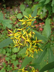 Senecio ovatus alpestris