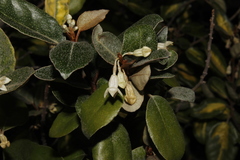 Elaeagnus × ebbingei