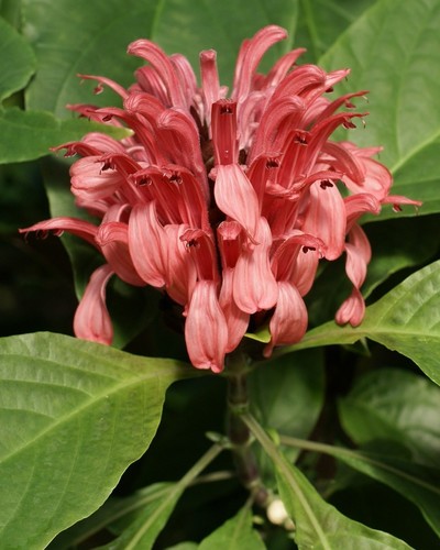 Justicia carnea image