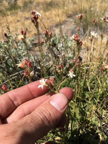 Image of Congdon's false horkelia by (c) Martin Purdy, some rights reserved (CC BY)