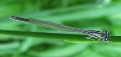 Enallagma antennatum