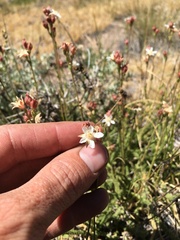 Horkeliella congdonis