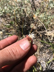 Horkeliella congdonis