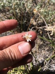 Horkeliella congdonis