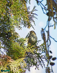 Phylloscopus inornatus