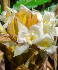 Goeppertia altissima