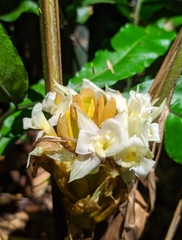 Goeppertia altissima