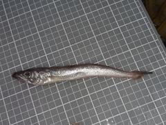 Merluccius merluccius