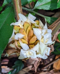 Goeppertia altissima