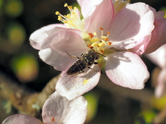 Coelioxys afer