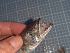 Merluccius merluccius