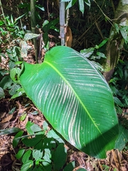 Goeppertia altissima