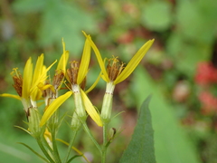 Senecio ovatus alpestris