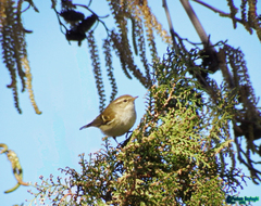 Phylloscopus inornatus
