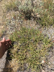 Horkeliella congdonis