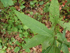Senecio ovatus alpestris
