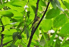 Leptopogon rufipectus