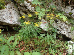 Senecio ovatus alpestris