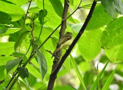 Leptopogon rufipectus