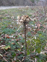 Galatella linosyris