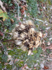 Galatella linosyris