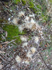Galatella linosyris